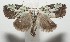  ( - 17-SRNP-106133)  @13 [ ] CreativeCommons - Attribution Non-Commercial Share-Alike (2018) Daniel H. Janzen Guanacaste Dry Forest Conservation Fund