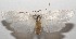  ( - 17-SRNP-106153)  @11 [ ] CreativeCommons - Attribution Non-Commercial Share-Alike (2018) Daniel H. Janzen Guanacaste Dry Forest Conservation Fund