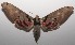 ( - 17-SRNP-106214)  @14 [ ] CreativeCommons - Attribution Non-Commercial Share-Alike (2018) Daniel H. Janzen Guanacaste Dry Forest Conservation Fund