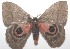  ( - 17-SRNP-106217)  @14 [ ] CreativeCommons - Attribution Non-Commercial Share-Alike (2018) Daniel H. Janzen Guanacaste Dry Forest Conservation Fund