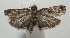  ( - 17-SRNP-106228)  @11 [ ] CreativeCommons - Attribution Non-Commercial Share-Alike (2018) Daniel H. Janzen Guanacaste Dry Forest Conservation Fund