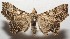  ( - 17-SRNP-106264)  @13 [ ] CreativeCommons - Attribution Non-Commercial Share-Alike (2018) Daniel H. Janzen Guanacaste Dry Forest Conservation Fund