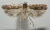  ( - 17-SRNP-106379)  @11 [ ] CreativeCommons - Attribution Non-Commercial Share-Alike (2018) Daniel H. Janzen Guanacaste Dry Forest Conservation Fund