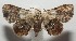  ( - 17-SRNP-106427)  @13 [ ] CreativeCommons - Attribution Non-Commercial Share-Alike (2018) Daniel H. Janzen Guanacaste Dry Forest Conservation Fund