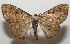  ( - 17-SRNP-106487)  @13 [ ] CreativeCommons - Attribution Non-Commercial Share-Alike (2018) Daniel H. Janzen Guanacaste Dry Forest Conservation Fund