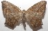 ( - 17-SRNP-106512)  @11 [ ] CreativeCommons - Attribution Non-Commercial Share-Alike (2018) Daniel H. Janzen Guanacaste Dry Forest Conservation Fund