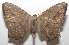  ( - 17-SRNP-106513)  @11 [ ] CreativeCommons - Attribution Non-Commercial Share-Alike (2018) Daniel H. Janzen Guanacaste Dry Forest Conservation Fund