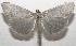  ( - 17-SRNP-106532)  @11 [ ] CreativeCommons - Attribution Non-Commercial Share-Alike (2018) Daniel H. Janzen Guanacaste Dry Forest Conservation Fund