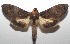  ( - 17-SRNP-106604)  @14 [ ] CreativeCommons - Attribution Non-Commercial Share-Alike (2018) Daniel H. Janzen Guanacaste Dry Forest Conservation Fund