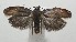  ( - 17-SRNP-106652)  @11 [ ] CreativeCommons - Attribution Non-Commercial Share-Alike (2018) Daniel H. Janzen Guanacaste Dry Forest Conservation Fund