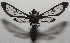  ( - 17-SRNP-106684)  @14 [ ] CreativeCommons - Attribution Non-Commercial Share-Alike (2018) Daniel H. Janzen Guanacaste Dry Forest Conservation Fund