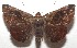  ( - 17-SRNP-106904)  @11 [ ] CreativeCommons - Attribution Non-Commercial Share-Alike (2018) Daniel H. Janzen Guanacaste Dry Forest Conservation Fund