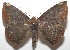  ( - 17-SRNP-106952)  @13 [ ] CreativeCommons - Attribution Non-Commercial Share-Alike (2018) Daniel H. Janzen Guanacaste Dry Forest Conservation Fund