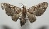  ( - 17-SRNP-107022)  @11 [ ] CreativeCommons - Attribution Non-Commercial Share-Alike (2018) Daniel H. Janzen Guanacaste Dry Forest Conservation Fund