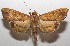  ( - 17-SRNP-107094)  @14 [ ] CreativeCommons - Attribution Non-Commercial Share-Alike (2018) Daniel H. Janzen Guanacaste Dry Forest Conservation Fund
