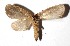  ( - 17-SRNP-1130)  @11 [ ] CreativeCommons  Attribution Non-Commercial Share-Alike (2019) Daniel H. Janzen Guanacaste Dry Forest Conservation Fund
