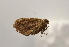  ( - 17-SRNP-1910)  @11 [ ] CreativeCommons  Attribution Non-Commercial Share-Alike (2023) Daniel H. Janzen Guanacaste Dry Forest Conservation Fund