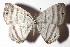  ( - 17-SRNP-20547)  @13 [ ] CreativeCommons  Attribution Non-Commercial Share-Alike (2019) Daniel H. Janzen Guanacaste Dry Forest Conservation Fund