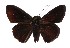  ( - 17-SRNP-20806)  @14 [ ] CreativeCommons  Attribution Non-Commercial Share-Alike (2019) Daniel H. Janzen Guanacaste Dry Forest Conservation Fund