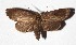  ( - 17-SRNP-20935)  @14 [ ] CreativeCommons  Attribution Non-Commercial Share-Alike (2019) Daniel H. Janzen Guanacaste Dry Forest Conservation Fund