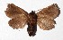  ( - 17-SRNP-30026)  @13 [ ] CreativeCommons  Attribution Non-Commercial Share-Alike (2019) Daniel H. Janzen Guanacaste Dry Forest Conservation Fund