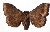  (Ophisma Janzen2897 - 17-SRNP-30652)  @11 [ ] CreativeCommons  Attribution Non-Commercial Share-Alike (2019) Daniel H. Janzen Guanacaste Dry Forest Conservation Fund