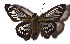  ( - 17-SRNP-30694)  @13 [ ] CreativeCommons  Attribution Non-Commercial Share-Alike (2019) Daniel H. Janzen Guanacaste Dry Forest Conservation Fund
