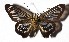  ( - 17-SRNP-30695)  @12 [ ] CreativeCommons  Attribution Non-Commercial Share-Alike (2019) Daniel H. Janzen Guanacaste Dry Forest Conservation Fund