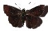  ( - 17-SRNP-30742)  @14 [ ] CreativeCommons  Attribution Non-Commercial Share-Alike (2019) Daniel H. Janzen Guanacaste Dry Forest Conservation Fund