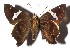  (Cephise nuspesez - 17-SRNP-30789)  @11 [ ] CreativeCommons  Attribution Non-Commercial Share-Alike (2019) Daniel H. Janzen Guanacaste Dry Forest Conservation Fund