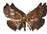  ( - 17-SRNP-31371)  @13 [ ] CreativeCommons  Attribution Non-Commercial Share-Alike (2019) Daniel H. Janzen Guanacaste Dry Forest Conservation Fund