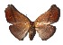  ( - 17-SRNP-31371)  @13 [ ] CreativeCommons  Attribution Non-Commercial Share-Alike (2019) Daniel H. Janzen Guanacaste Dry Forest Conservation Fund