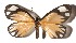 ( - 17-SRNP-31647)  @14 [ ] CreativeCommons  Attribution Non-Commercial Share-Alike (2019) Daniel H. Janzen Guanacaste Dry Forest Conservation Fund