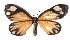  ( - 17-SRNP-31647)  @14 [ ] CreativeCommons  Attribution Non-Commercial Share-Alike (2019) Daniel H. Janzen Guanacaste Dry Forest Conservation Fund