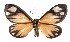 ( - 17-SRNP-31778)  @14 [ ] CreativeCommons  Attribution Non-Commercial Share-Alike (2019) Daniel H. Janzen Guanacaste Dry Forest Conservation Fund