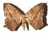  ( - 17-SRNP-31932)  @13 [ ] CreativeCommons  Attribution Non-Commercial Share-Alike (2019) Daniel H. Janzen Guanacaste Dry Forest Conservation Fund
