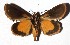  ( - 17-SRNP-35177)  @11 [ ] CreativeCommons  Attribution Non-Commercial Share-Alike (2019) Daniel H. Janzen Guanacaste Dry Forest Conservation Fund