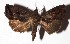  ( - 17-SRNP-36089)  @11 [ ] CreativeCommons  Attribution Non-Commercial Share-Alike (2019) Daniel H. Janzen Guanacaste Dry Forest Conservation Fund