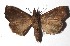  ( - 17-SRNP-36089)  @11 [ ] CreativeCommons  Attribution Non-Commercial Share-Alike (2019) Daniel H. Janzen Guanacaste Dry Forest Conservation Fund