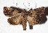  ( - 17-SRNP-36115)  @13 [ ] CreativeCommons  Attribution Non-Commercial Share-Alike (2019) Daniel H. Janzen Guanacaste Dry Forest Conservation Fund