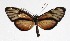  ( - 17-SRNP-36229)  @13 [ ] CreativeCommons  Attribution Non-Commercial Share-Alike (2019) Daniel H. Janzen Guanacaste Dry Forest Conservation Fund