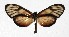  ( - 17-SRNP-36260)  @13 [ ] CreativeCommons  Attribution Non-Commercial Share-Alike (2019) Daniel H. Janzen Guanacaste Dry Forest Conservation Fund