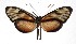  ( - 17-SRNP-36271)  @13 [ ] CreativeCommons  Attribution Non-Commercial Share-Alike (2019) Daniel H. Janzen Guanacaste Dry Forest Conservation Fund