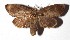  ( - 17-SRNP-36291)  @14 [ ] CreativeCommons  Attribution Non-Commercial Share-Alike (2019) Daniel H. Janzen Guanacaste Dry Forest Conservation Fund