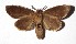  ( - 17-SRNP-36291)  @14 [ ] CreativeCommons  Attribution Non-Commercial Share-Alike (2019) Daniel H. Janzen Guanacaste Dry Forest Conservation Fund