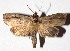  ( - 17-SRNP-436)  @14 [ ] CreativeCommons - Attribution Non-Commercial Share-Alike (2018) Daniel H. Janzen Guanacaste Dry Forest Conservation Fund