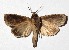  ( - 17-SRNP-436)  @14 [ ] CreativeCommons - Attribution Non-Commercial Share-Alike (2018) Daniel H. Janzen Guanacaste Dry Forest Conservation Fund