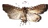  ( - 17-SRNP-45099)  @11 [ ] CreativeCommons  Attribution Non-Commercial Share-Alike (2019) Daniel H. Janzen Guanacaste Dry Forest Conservation Fund