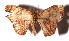  ( - 17-SRNP-45882)  @11 [ ] CreativeCommons  Attribution Non-Commercial Share-Alike (2019) Daniel H. Janzen Guanacaste Dry Forest Conservation Fund