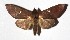  ( - 17-SRNP-45973)  @11 [ ] CreativeCommons  Attribution Non-Commercial Share-Alike (2019) Daniel H. Janzen Guanacaste Dry Forest Conservation Fund